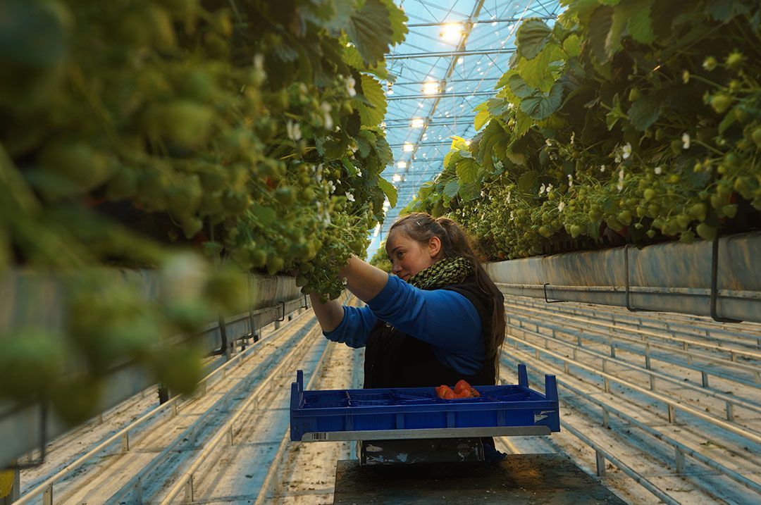 aardbeienteler Brookberries