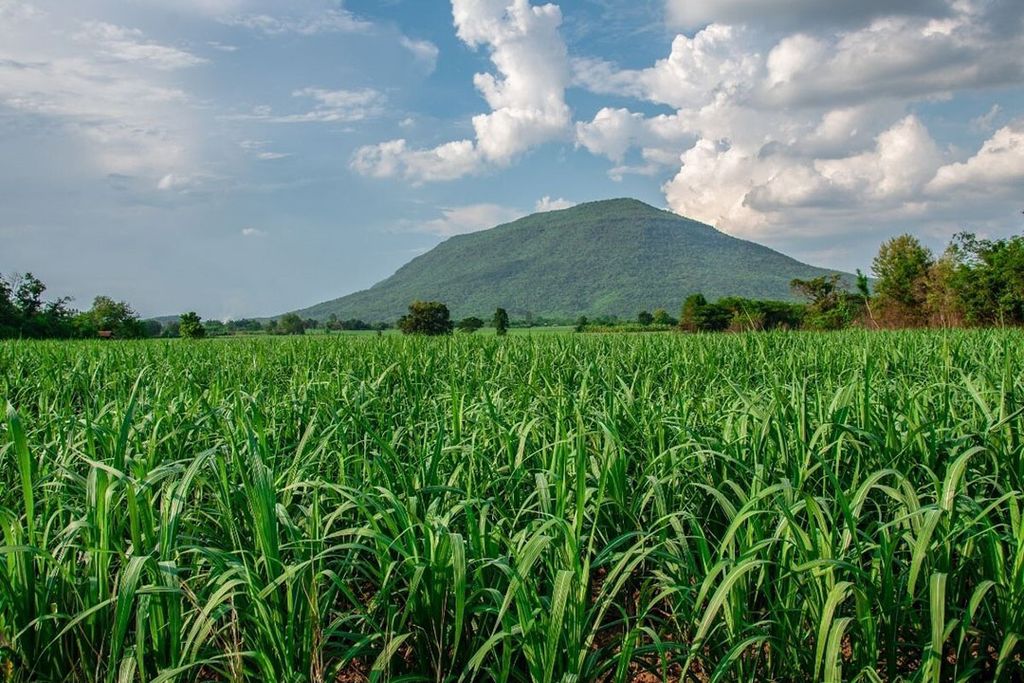 Thailand is de tweede suikerexporteur in de wereld, na Brazilië. Thailand produceert dit seizoen door een droog groeiseizoen 7,9 miljoen ton suiker. Foto: Canva