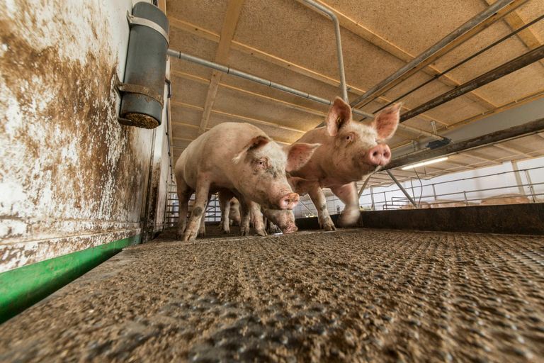 Moet de varkenshouderij meewerken aan fosfaatreductie? Het is een dilemma. Foto: Koos Groenewold