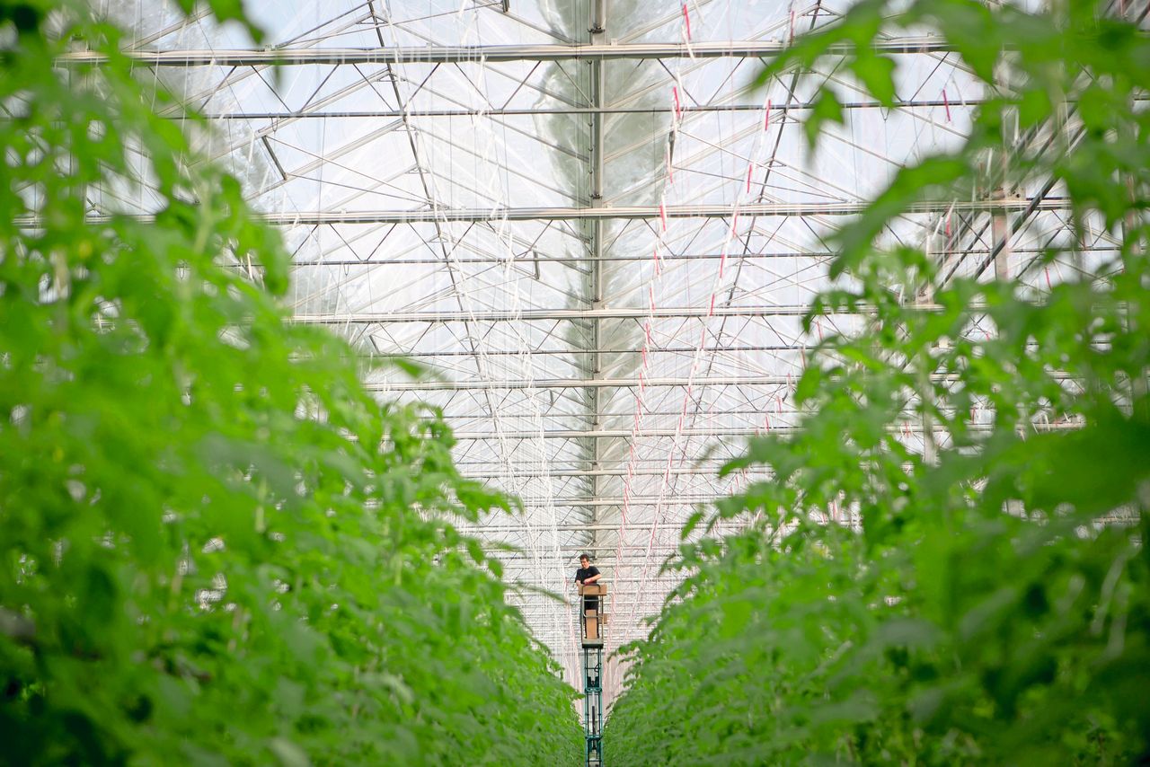 In Oostland zijn veel plannen met aardwarmte in navolging van Westland. Foto: Roel Dijkstra