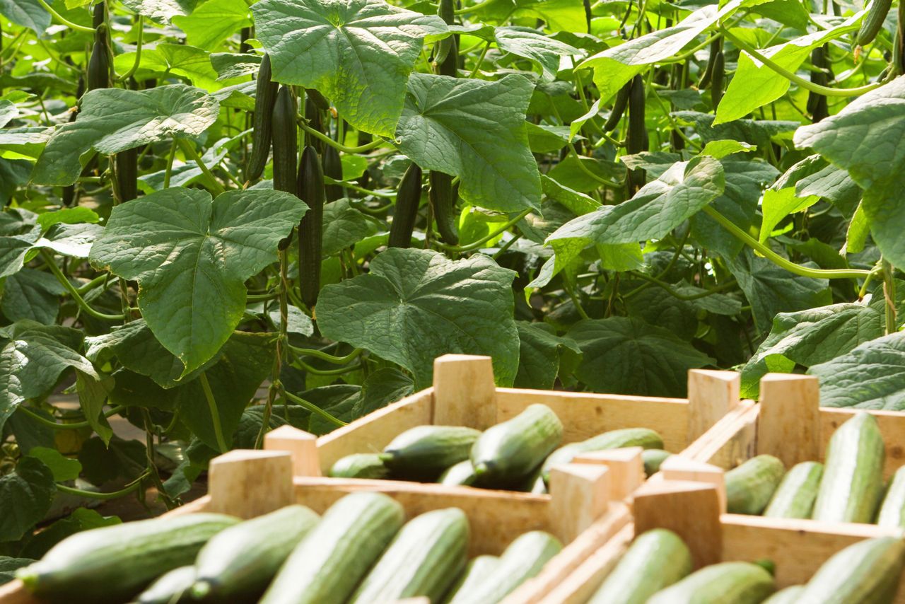 Wateroverlast niet het enige probleem die de Kazakken uit de natuur ondervinden. Ook hier zijn alle tomaten- en komkommervirussen aangekomen. Foto: Canva