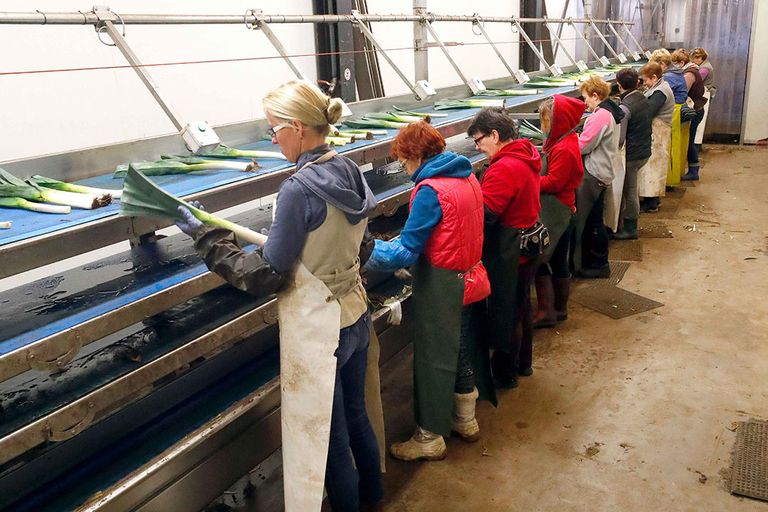 Arbeidsmigranten doen veel van het werk in de land- en tuinbouw rond de oogstpiek. - Foto: Bert Jansen