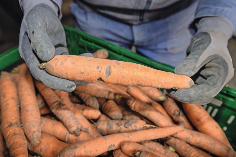 Peen met lichte beschadigingen van Cornelis Mosselman. Hij doneerde de peen vorig jaar aan de Voedselbank. Foto: Peter Roek