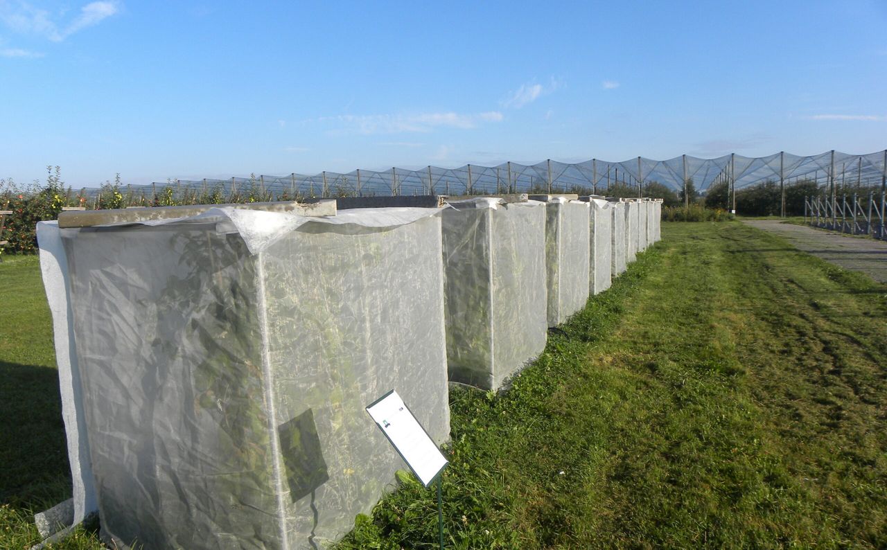 Frambozenstruiken in grote kooien werden behandeld met Combiprotec + Tracer. Na een week hadden vruchten in behandelde kooien 87% minder eieren dan vruchten in onbehandelde kooien. - Foto WUR