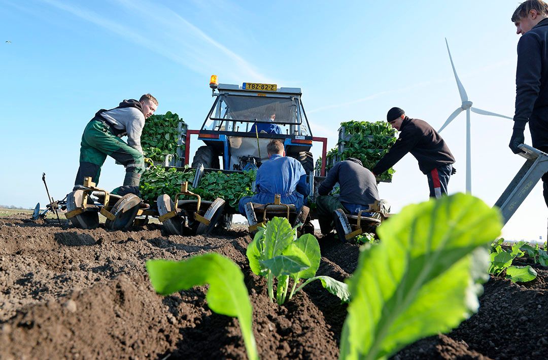 Archieffoto van bloemkool planten. - Foto: Lex Salverda.