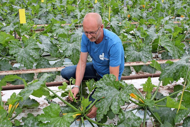 Bert Doelman haalt een dief uit de gele courgetteplant. - foto: Harry Stijger