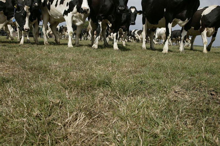 Vanwege de droogte en de hitte is er minder gras, waardoor de koeien aanvullend voer nodig hebben. - Foto: Mark Pasveer