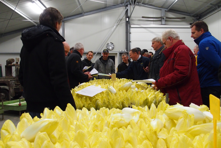 Gewascoöperatie witlof moet primeur worden