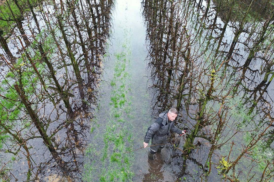 Carel Verplas in zijn perenboomgaard. - Foto: Vidiphoto