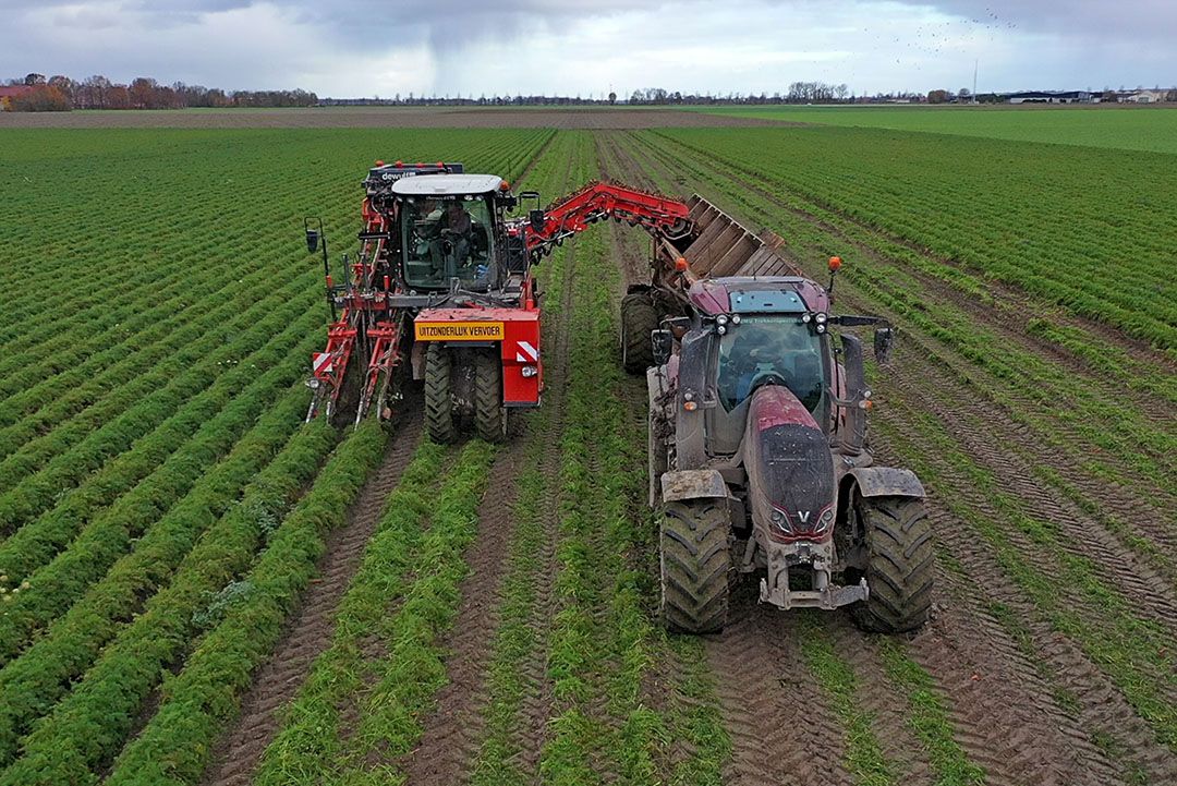 Peen oogsten in november gaat nog probleemloos