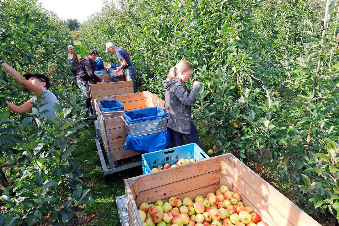 Appeloogst bij Jac van Enckevort in Sevenum. De teler kijkt voor nieuwe aanplant nadrukkelijk ook naar andere gewassen. - foto: Bert jansen