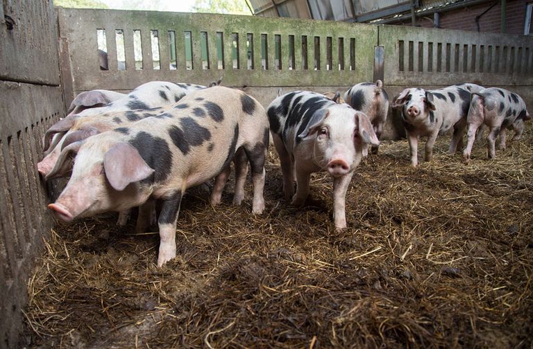 Een van de toekomstscenario's voor landbouw kan zijn het overschakelen naar op de natuur gebaseerde oplossingen, zoals ecolandbouw. - Foto: Koos Groenewold