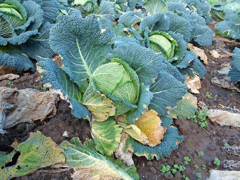 Xanthomonas campestris (zwartnervigheid) in savooiekool (foto: Stan Verstegen).