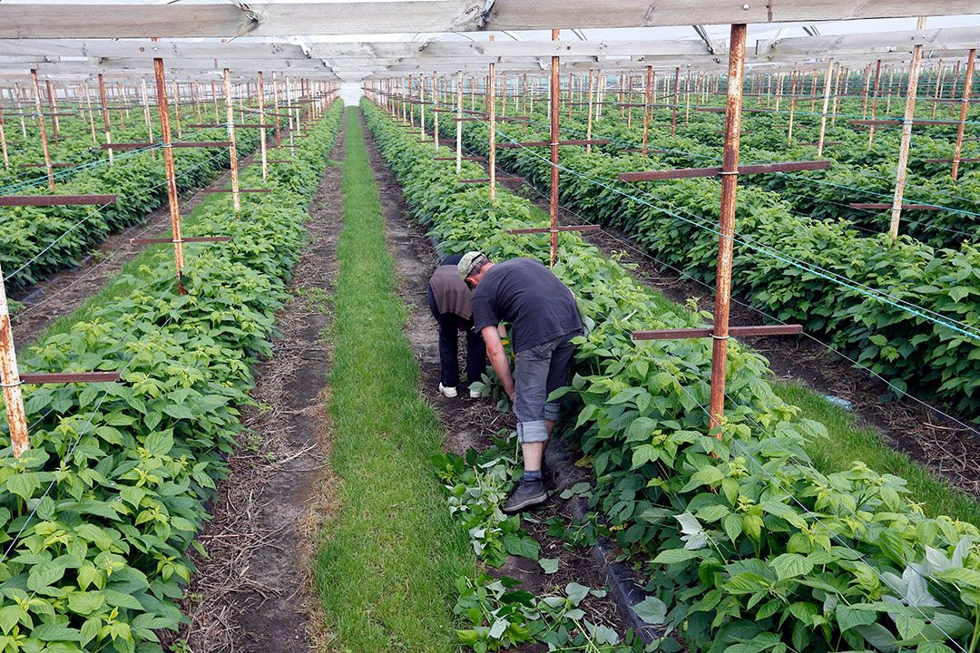 Scheuten verwijderen van framboosplanten. - Foto: Bert Jansen