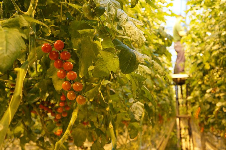 Cherrytomaten in een kas. Zuidelijke lidstaten vragen meer product in de zomer. - Foto: Gerard Boonekamp