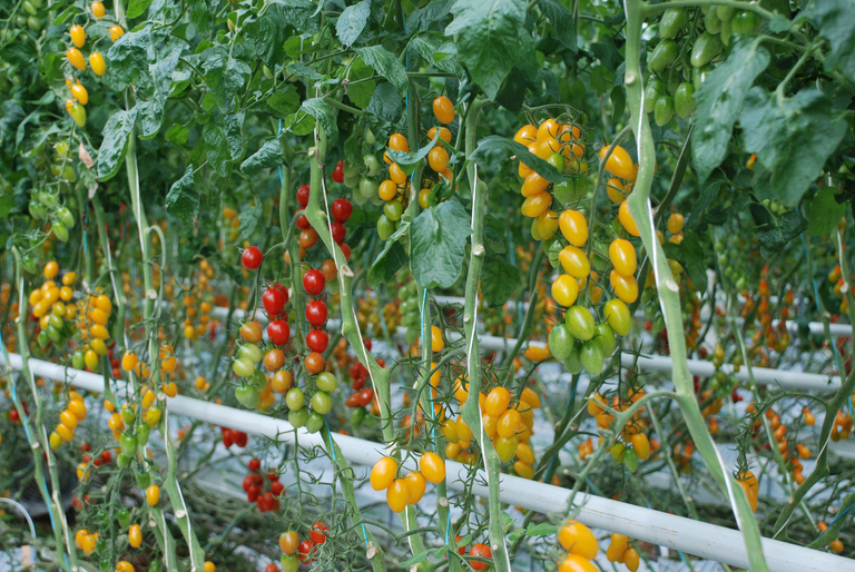 Nieuwe rassen bij specialties tomaten