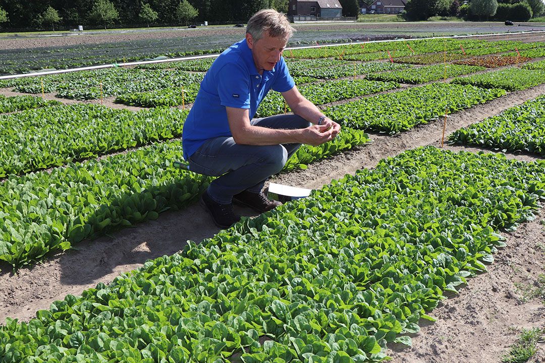 Open dagen Rijk Zwaan tot en met 2 juli