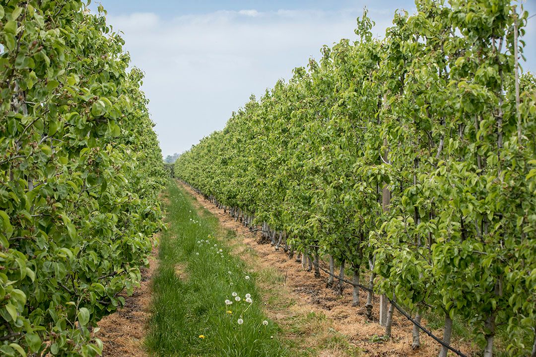 appels en peren