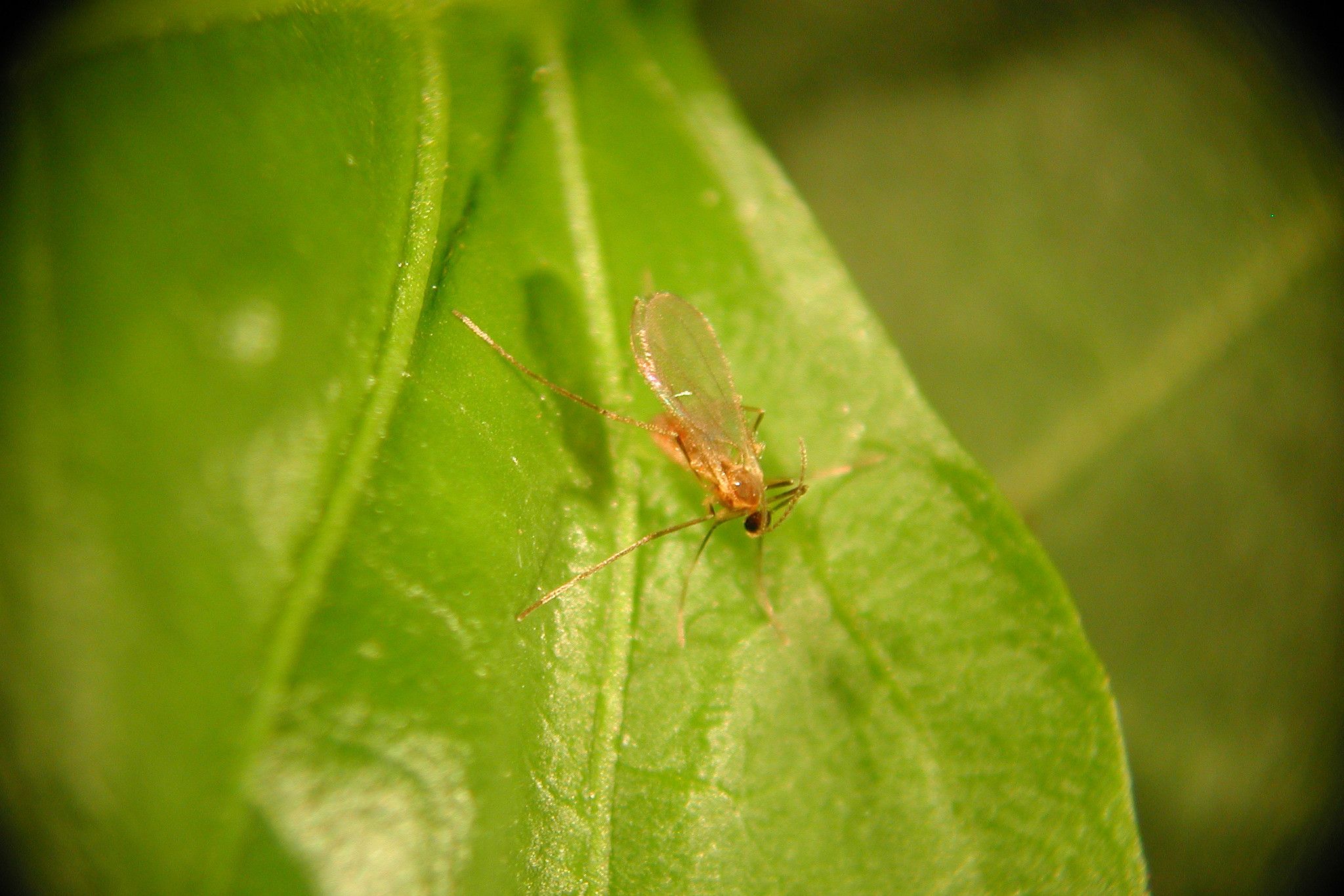 Aphidoletes aphidimyza - Foto: Biobest