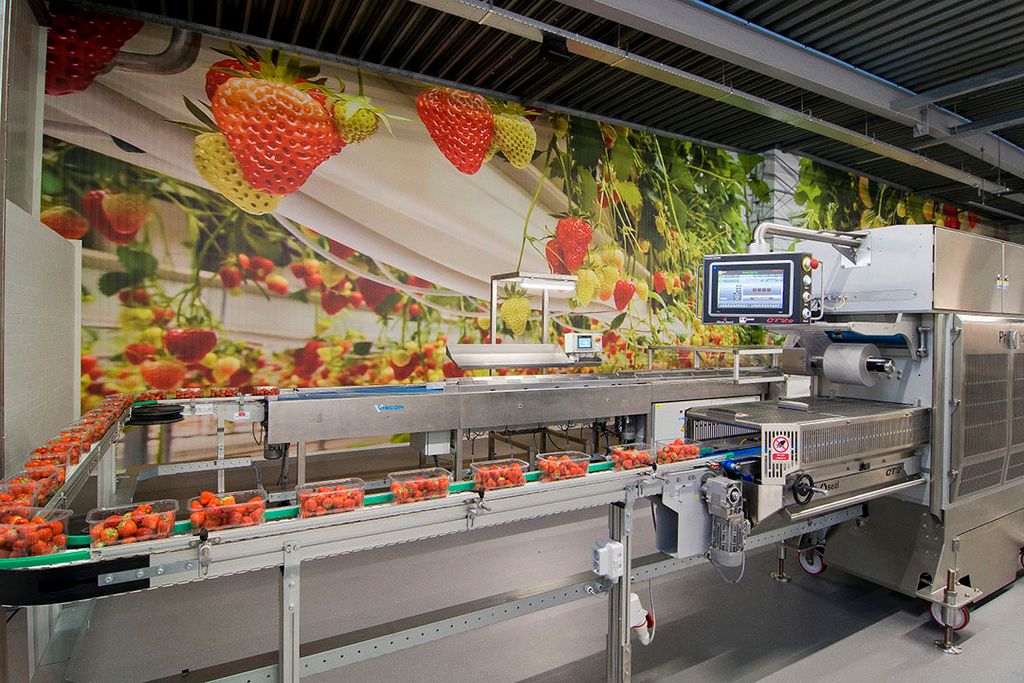 Nieuw zachtfruitpakstation FruitMasters kan topseal-verpakkingen aan. - Foto: MarkVerwey.nl