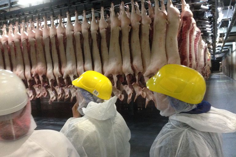 Varkensslachterijen gaan volgens Wageningen Economic Research gemiddeld 19,3 cent meer betalen per geslacht varken. – Foto: Misset