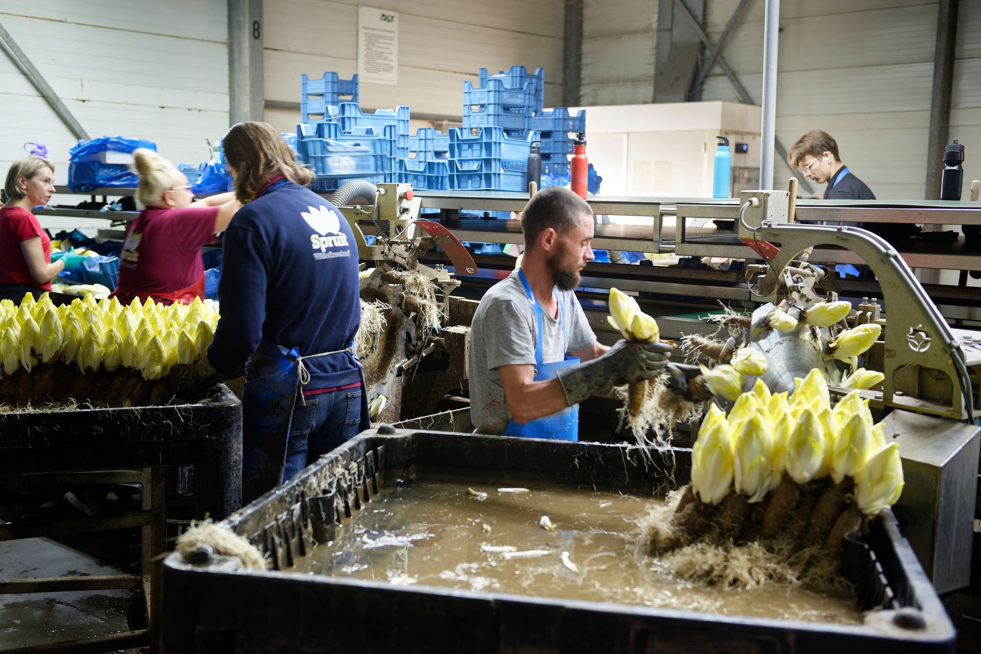 De witlofproductie bij Witlofkwekerij Spruit is 10% tot 15% groter dan vorig jaar. De prijzen laten echter te wensen over; volgens Dirk Spruit werkt hij niet kostendekkend. Foto: Lex Salverda