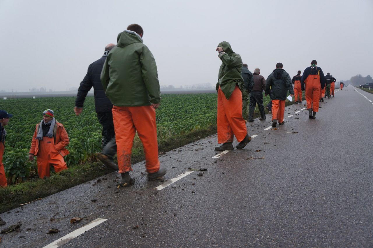 Spruiten blijven goed aan de prijs