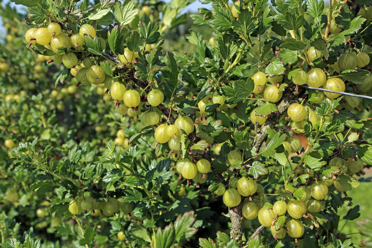 Bij kruisbessen is Brouwer bezig met een zelfbedacht systeem voor overkapping, dat een mooie middenweg vormt tussen twee risico’s. Foto: Canva