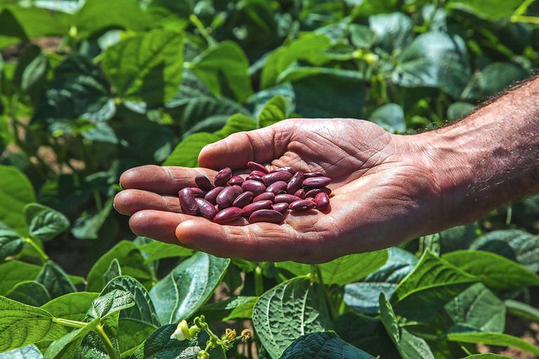 HAK haalt inmiddels 25% van haar kidneybonen uit Zeeuws-Vlaanderen. Foto: HAK