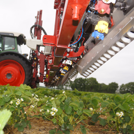 Rijenspuit in aardbeien doseert en rijdt op eigen houtje