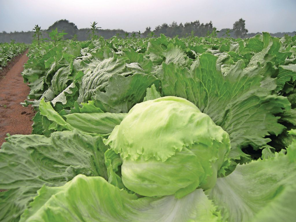 De slagingspercentages zijn bij ijsbergsla over het algemeen lager dan gebruikelijk. Foto: Stan Verstegen