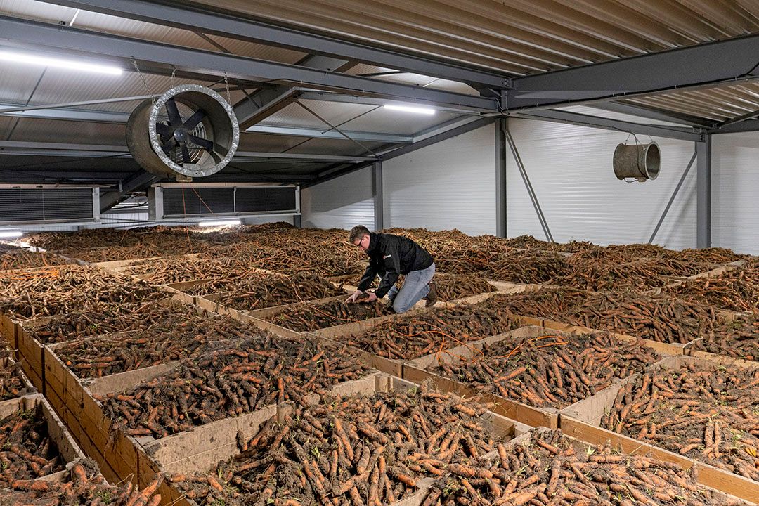 Een goed gevulde peenbewaring. Het is maar de vraag of peen bewaren komend seizoen gaat lukken. Af land verkopen lijkt momenteel aantrekkelijker door de hoge prijzen en nog hogere kosten. - Foto: Ruud Ploeg
