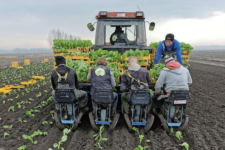 Een tekort aan personeel dreigt in de land- en tuinbouw. - Foto: Lex Salverda