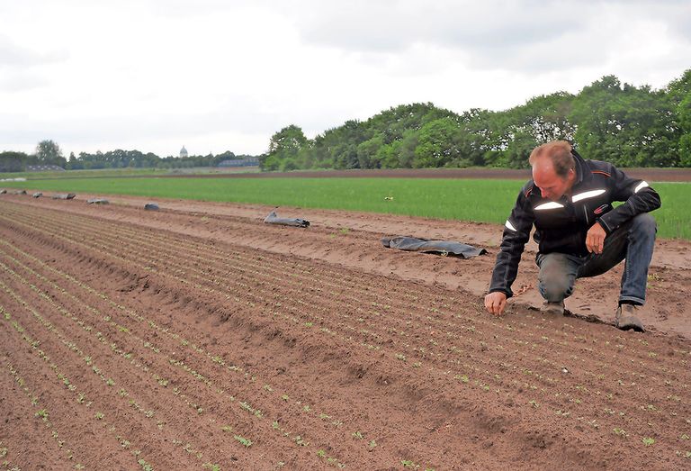 In de onbedekte opkweek van prei dreigde voor het seizoen 2019 geen bestrijding mogelijk te zijn tegen tabakstrips. - foto: G&F