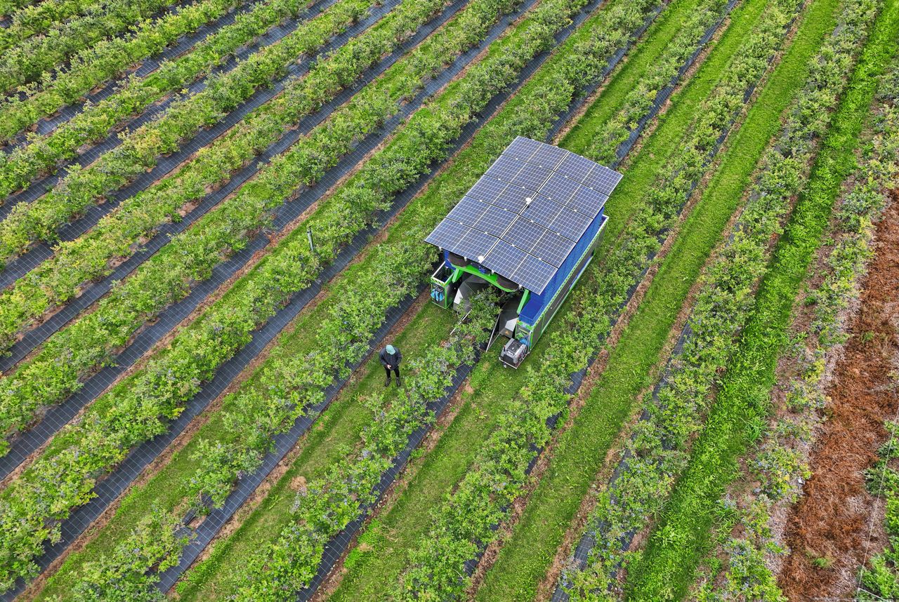 Driesen Blueberries is de eerste en grootste teler van Sekoya-bessen. Foto: Bert Jansen