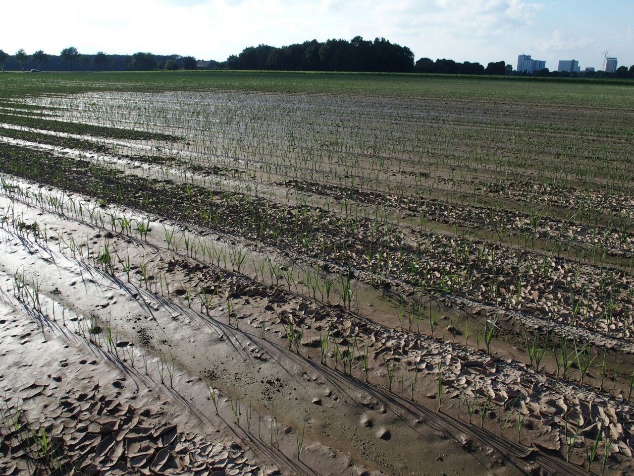 Prei met wateroverlast. - Foto: Stan Verstegen