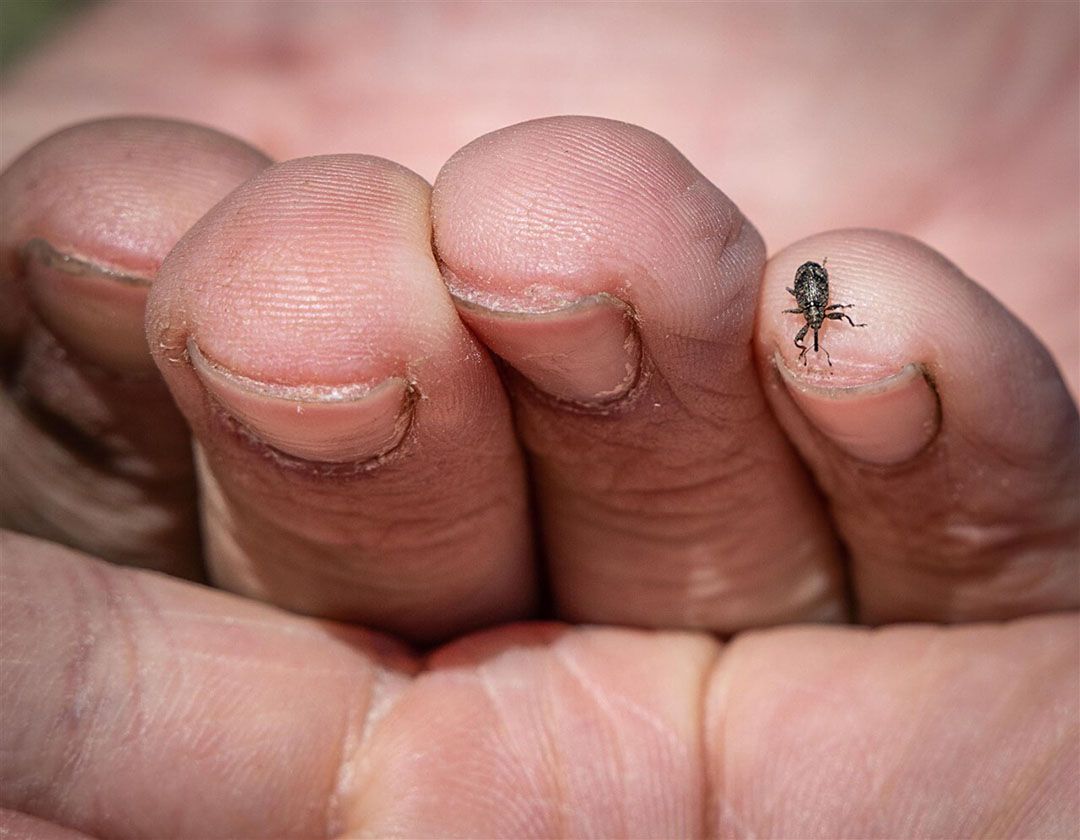 Het aantal kevertjes neemt “exponentieel” toe als ze niet bestreden gaan worden. Foto: ANP/Rias Immink