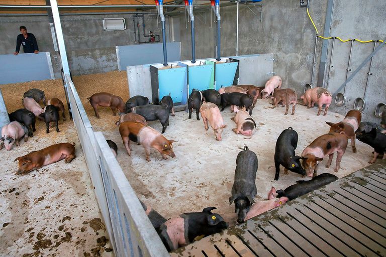 De kleinere ketens doen het goed, er is ruimte voor nieuwe varkenshouders. Livar nam half juni een nieuwe stal in gebruik. - Foto: Twan Wiermans