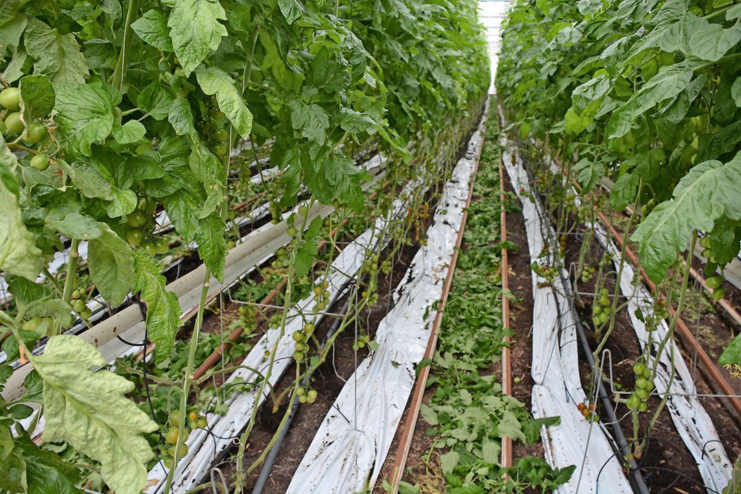 Harvest House groeit in bio-vruchtgroentenareaal