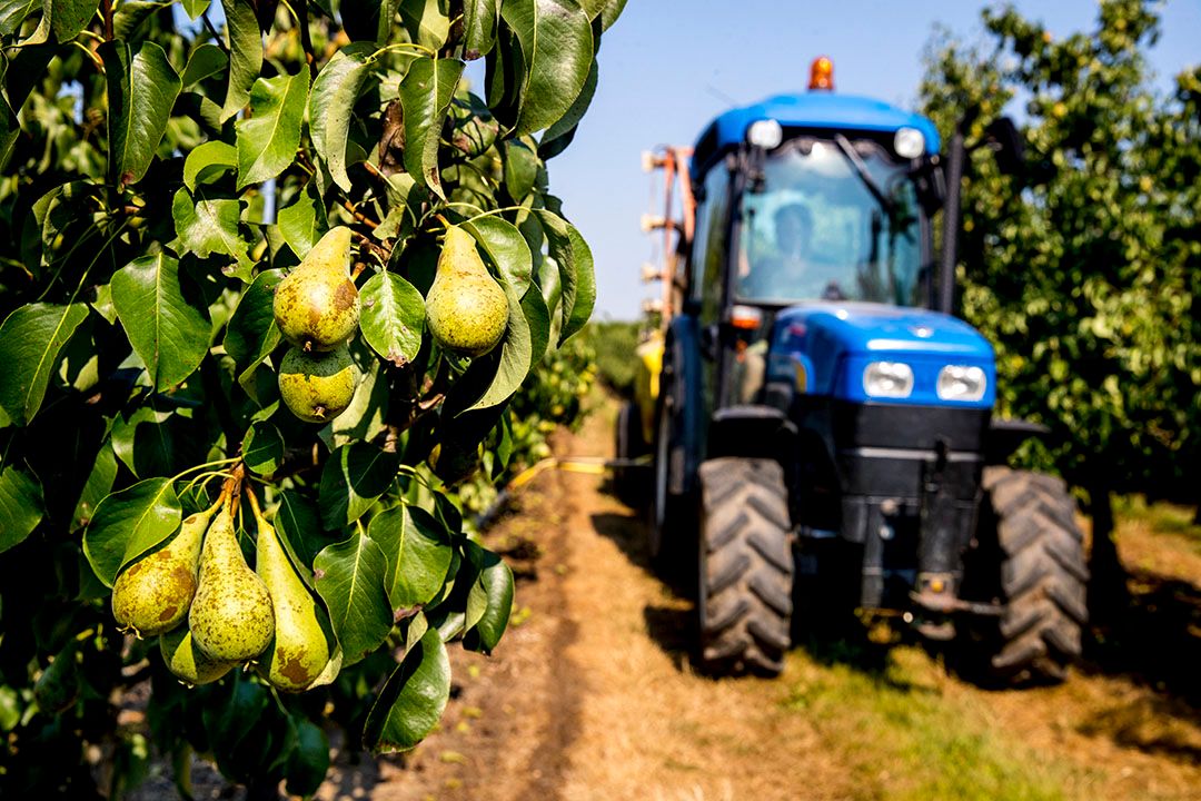 In de Vlaamse fruitteelt was de droogteschade groot in 2018. - Foto: ANP