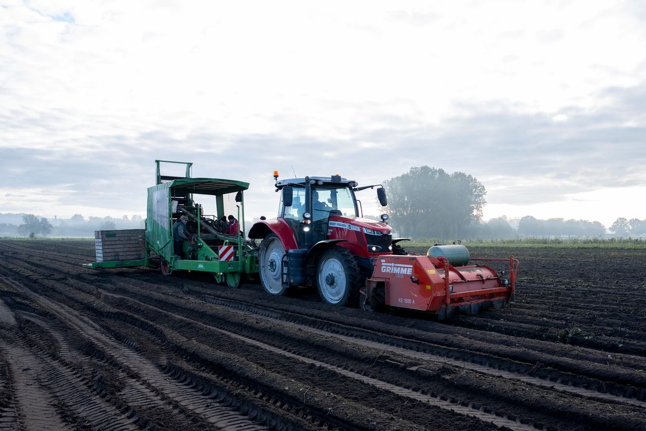 Pieter Verschure denkt dat hij minstens 10 ton per hectare minder bataat zal rooien dan wat haalbaar is. Foto: Bram Becks Fotografie