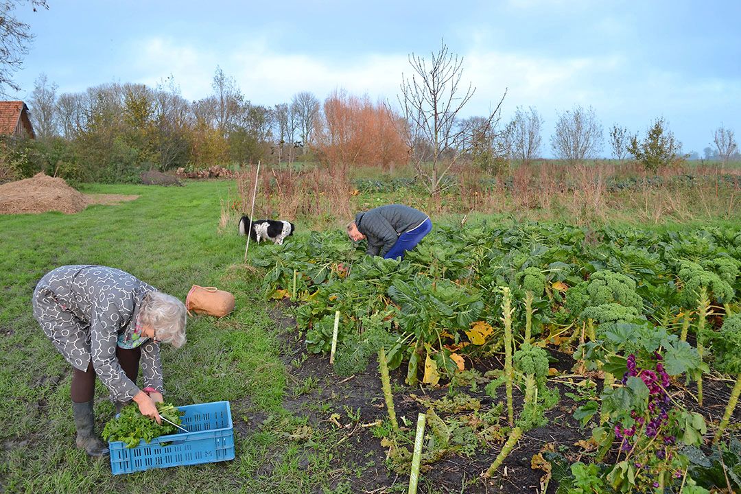 Voedselpluktuin. Via zulke tuinen wil Groningen de ecologische teelt stimuleren, komen mensen bij elkaar en ontstaan lokale ketens. - Foto: Koen van Wijk