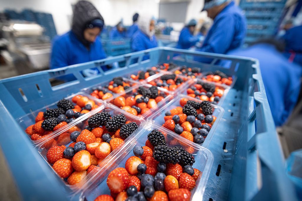 Er is een tekort aan personeel voor arbeidsintensieve teelten in land- en tuinbouw. - Foto: Peter Roek