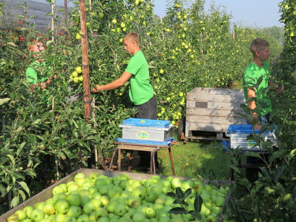 In de tuinbouw werken duizenden Polen, maar die te vinden wordt steeds lastiger. - foto: Ton van der Scheer
