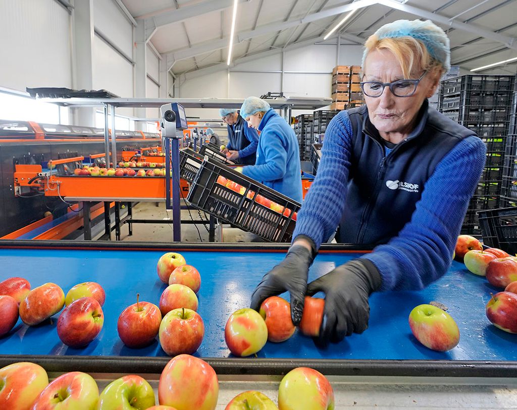 Biologiusche appels bij Elshof Fruit. - foto: Ruud Ploeg