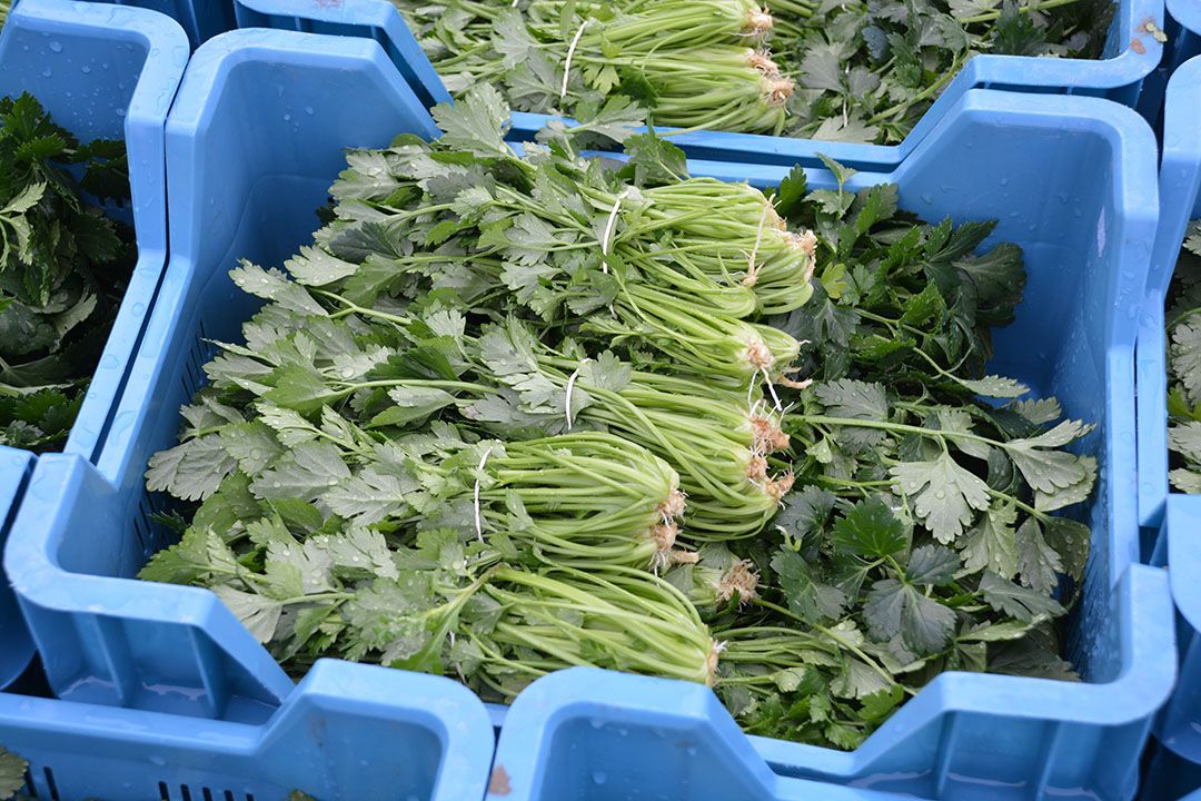 In week 31 plantte Buitendijk de eerste selderij en peterselie. Iedere week zijn er van beiden 6.000 stuks geplant. De eerste oogst verwacht hij in november. - Foto: Peter Visser