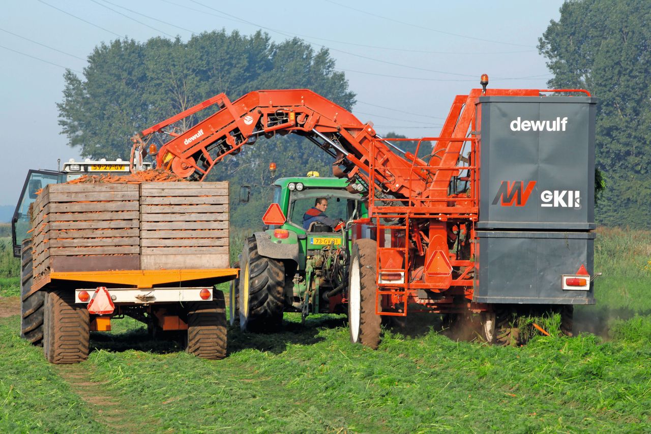 Er is vraag naar vroege peen. Op sommige plaatsen wordt er ook meer dan € 18,00 af land geboden. Foto: Henk Riswick