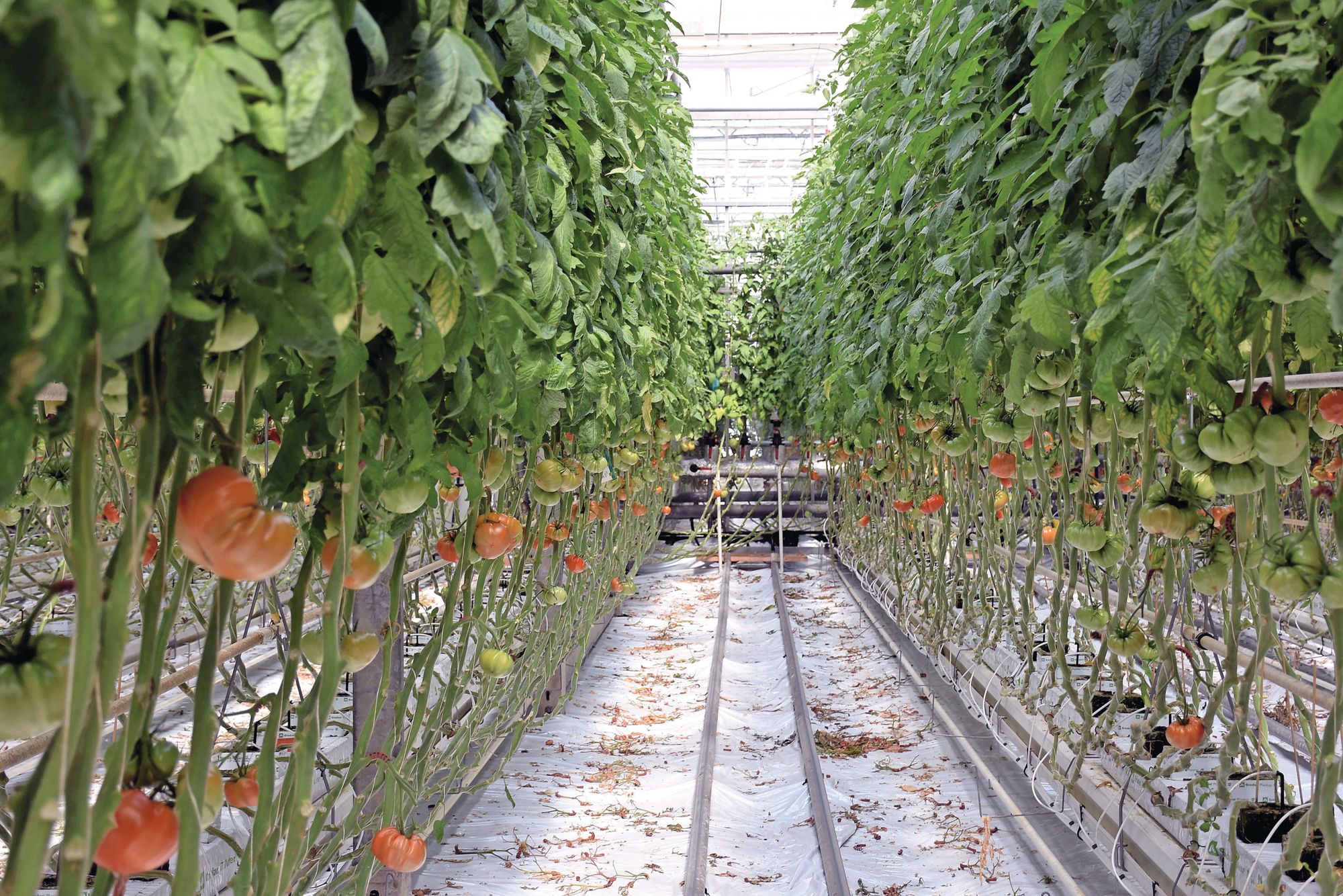 De tomaten van familie Eggers gaan naar supermarkten in het nabijgelegen Hamburg. Foto's: Chris McCullough