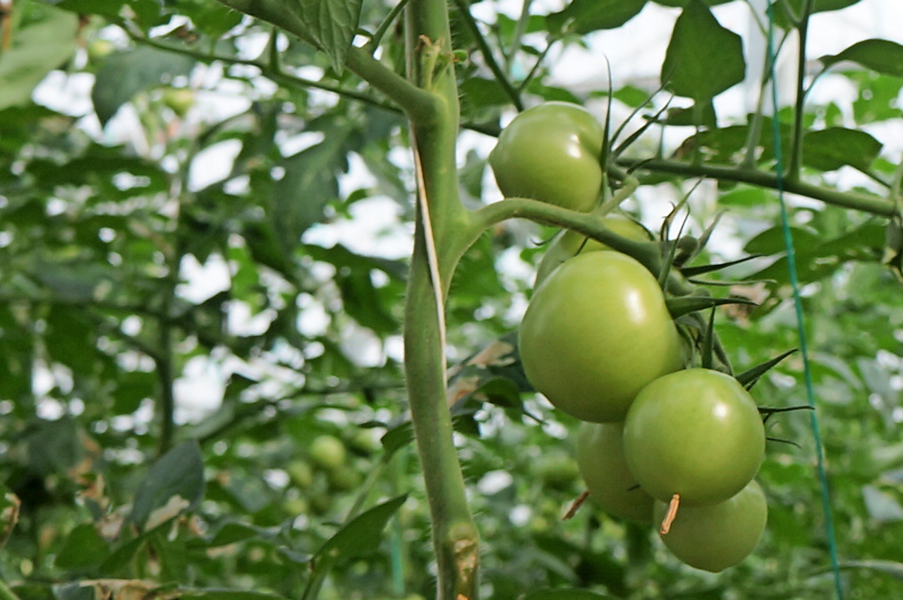 &apos;Nu al 5% tomaten in container vanwege Tuta&apos;