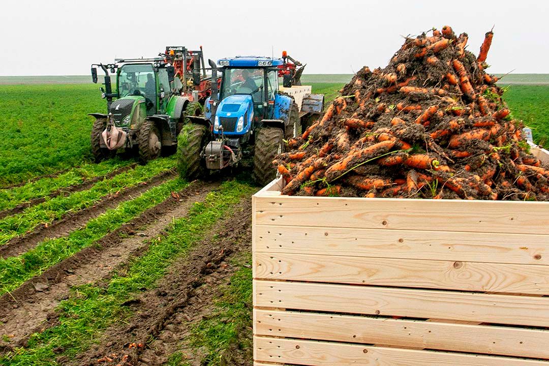 Dit jaar kon Wijnand Eenhuizen pas op 7 november beginnen met rooien van zijn peen - Foto: Koos van der Spek